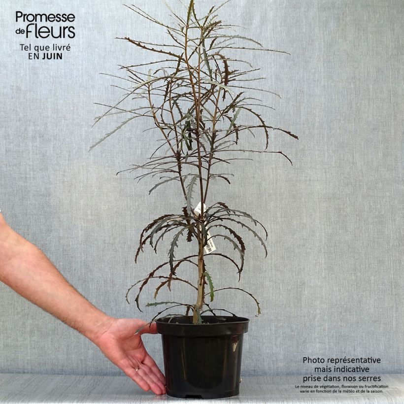 Spécimen de Pseudopanax Bronze Eagle Pot de 3L/4L tel que livré en été