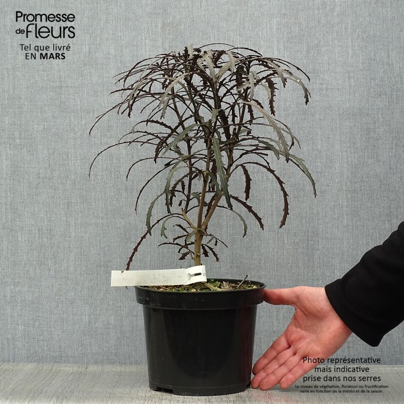 Spécimen de Pseudopanax Bronze Eagle Pot de 3L/4L tel que livré au printemps