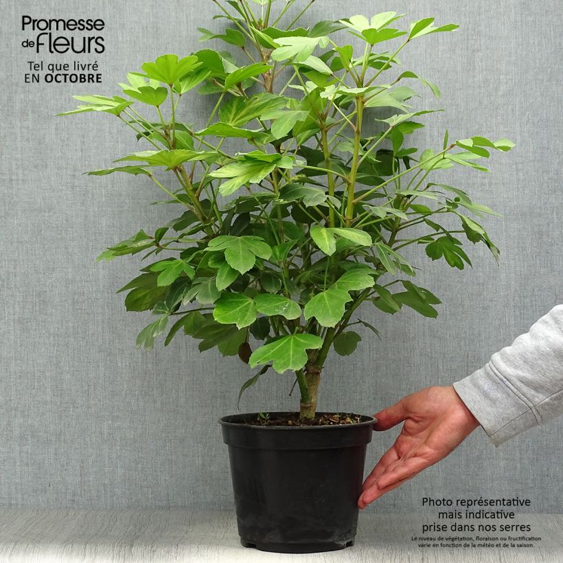 Spécimen de Pseudopanax Gecko Gold - Houpara Pot de 3L/4L tel que livré en automne