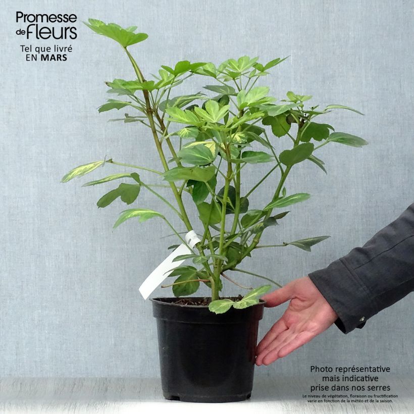 Spécimen de Pseudopanax Gecko Gold - Houpara Pot de 3L/4L tel que livré au printemps