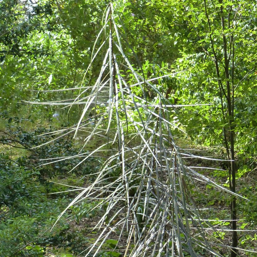 Pseudopanax crassifolius (crassifolium) (Feuillage)