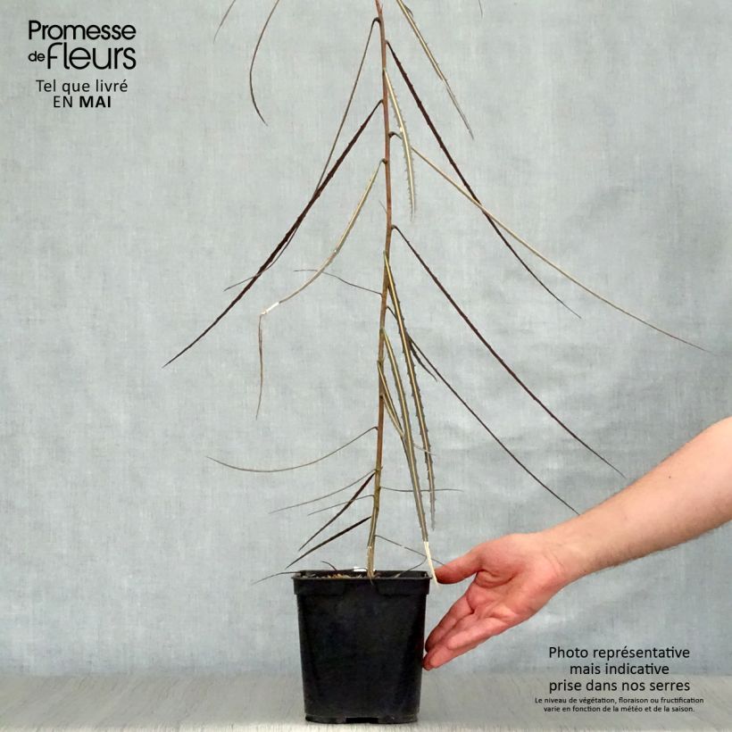 Spécimen de Pseudopanax crassifolius (crassifolium) Pot de 2L/3L tel que livré au printemps