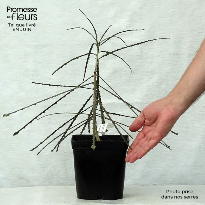 Spécimen de Pseudopanax ferox Pot de 2L/3L tel que livré en été