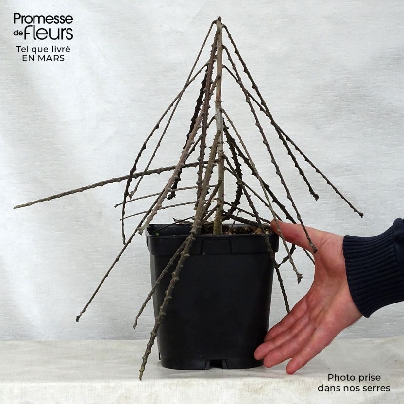 Spécimen de Pseudopanax ferox Pot de 2L/3L tel que livré au printemps