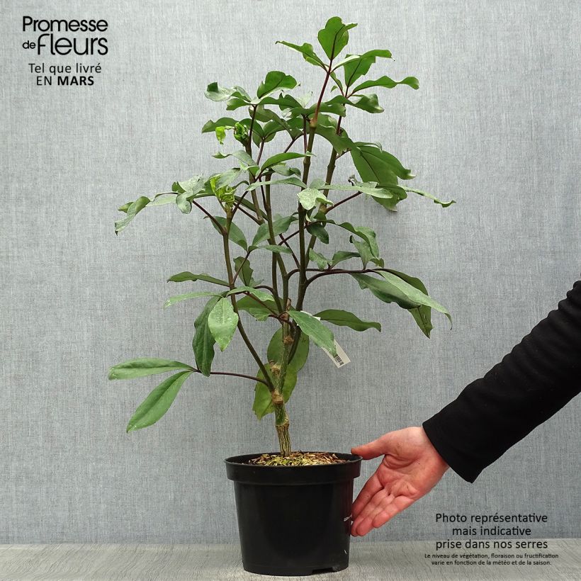 Spécimen de Pseudopanax laetus  Pot de 3L/4L tel que livré au printemps