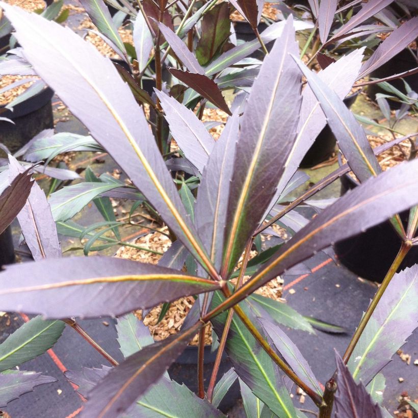 Pseudopanax lessonii Dark Star - Houpara (Feuillage)