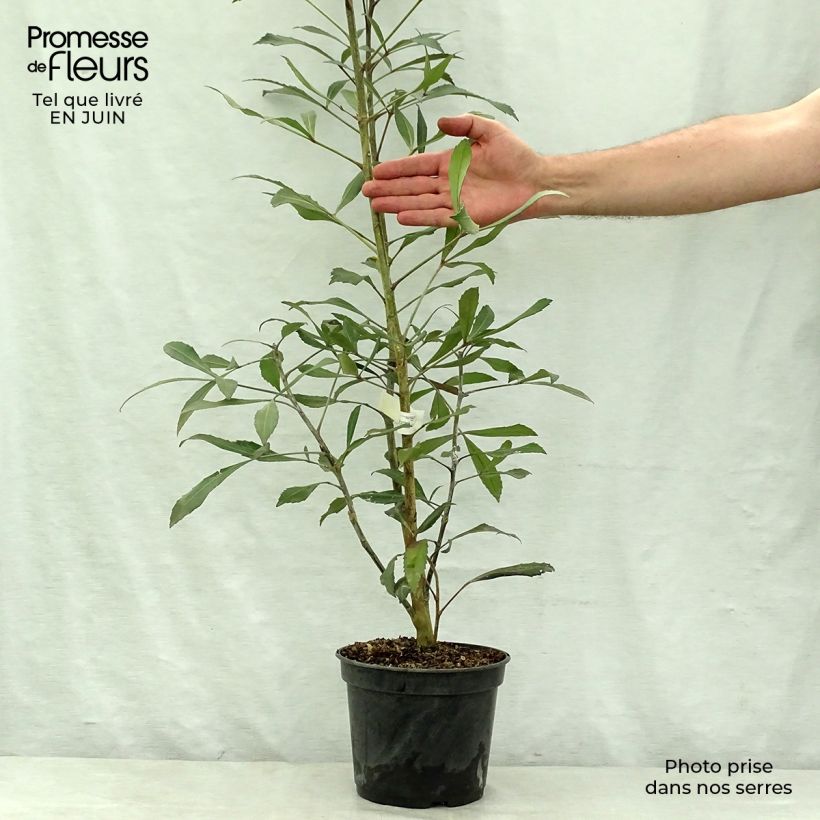 Spécimen de Pseudopanax lessonii Dark Star - Houpara Pot de 2L/3L tel que livré en été