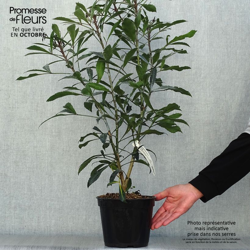 Spécimen de Pseudopanax lessonii Dark Star - Houpara tel que livré en automne