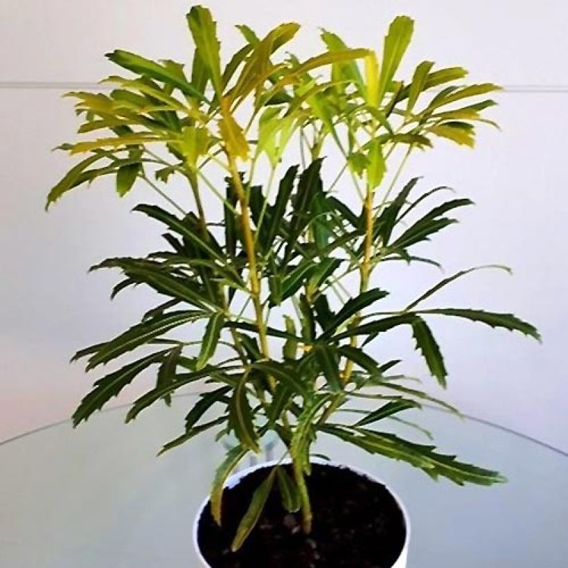 Pseudopanax lessonii Goldfinger (Port)