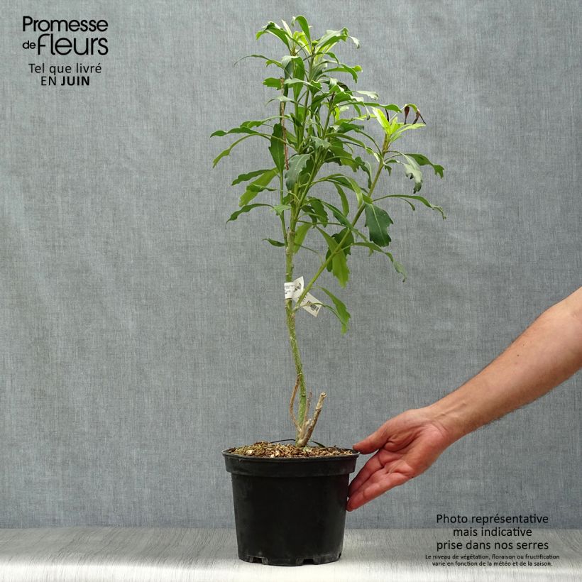 Spécimen de Pseudopanax lessonii Goldfinger Pot de 3L/4L tel que livré en été