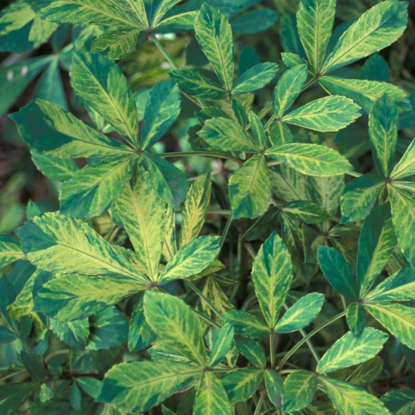 Pseudopanax lessonii Goldsplash (Feuillage)