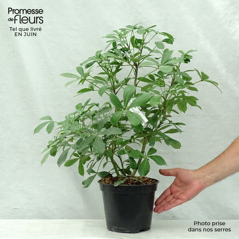 Spécimen de Pseudopanax lessonii Goldsplash Pot de 3L/4L tel que livré en été
