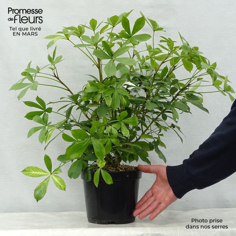 Spécimen de Pseudopanax lessonii Goldsplash Pot de 3L/4L tel que livré au printemps