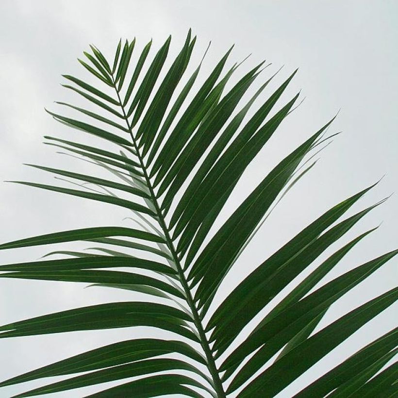 Pseudophoenix sargentii - Palmier cerise de Floride ou palmier boucanier (Feuillage)
