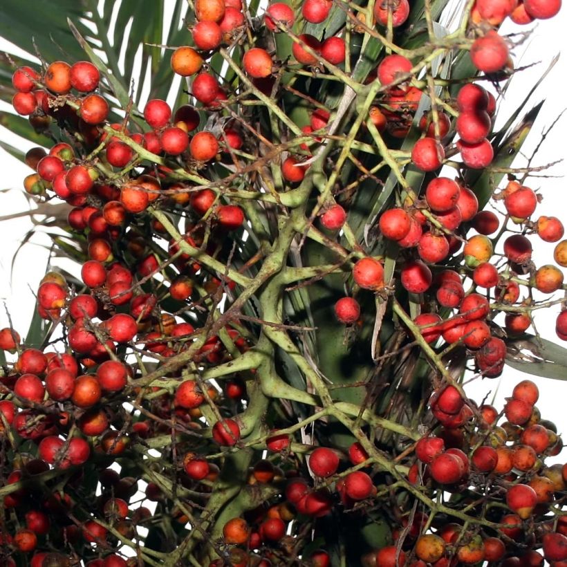 Pseudophoenix sargentii - Palmier cerise de Floride ou palmier boucanier (Récolte)