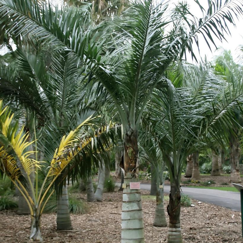 Pseudophoenix sargentii - Palmier cerise de Floride ou palmier boucanier (Port)