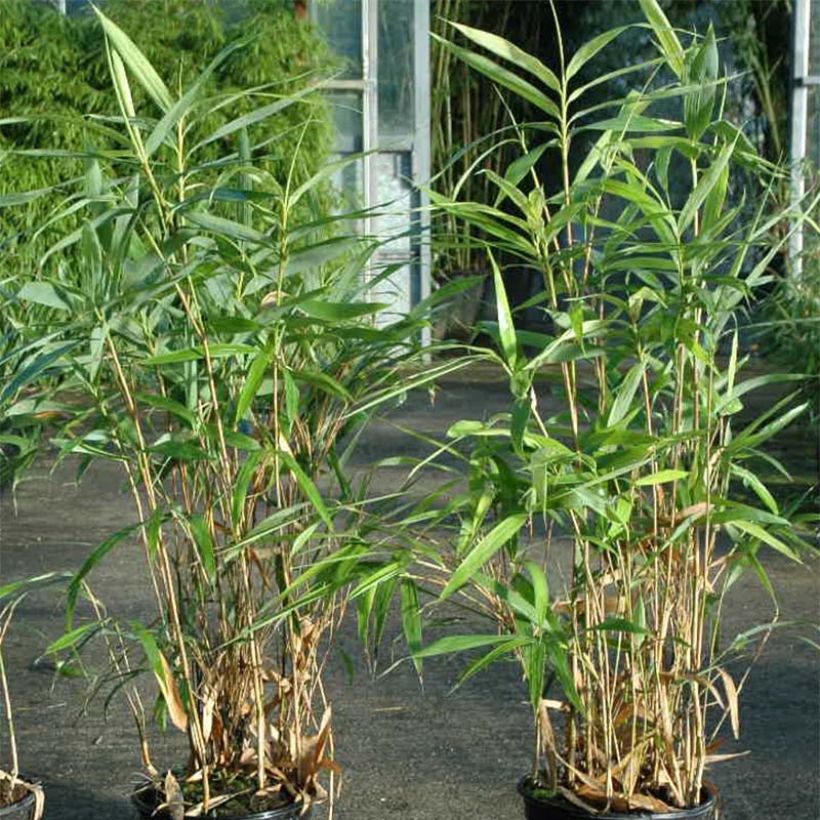 Pseudosasa japonica Tsutsumiana - Bambou moyen (Feuillage)
