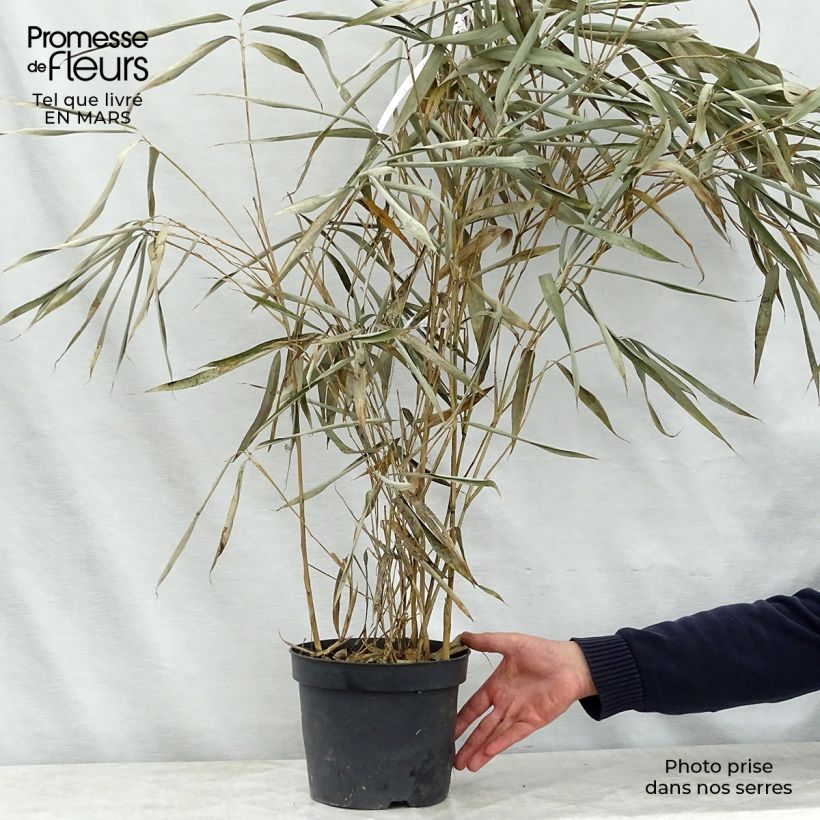 Spécimen de Pseudosasa japonica Tsutsumiana - Bambou moyen Pot de 4L/5L tel que livré au printemps