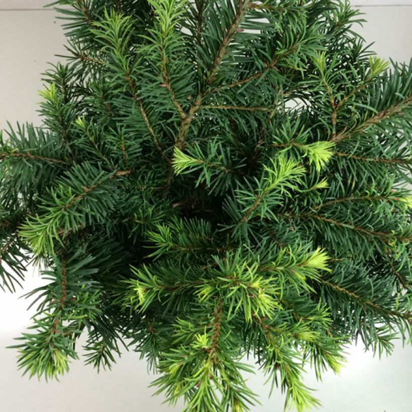 Sapin de Douglas - Pseudotsuga menziesii Fletcheri (Feuillage)