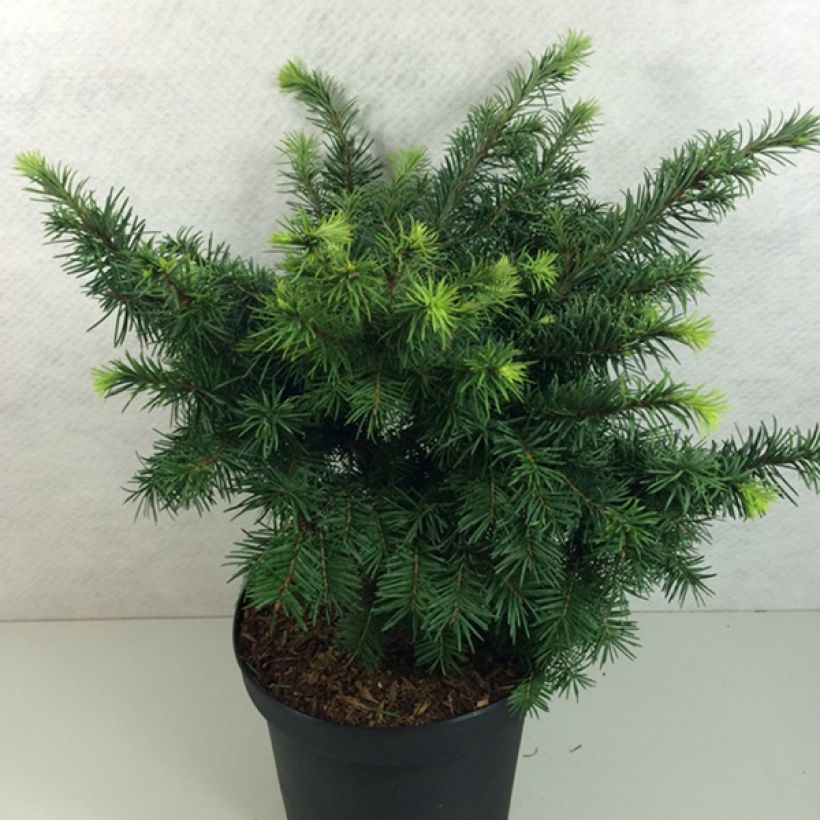 Sapin de Douglas - Pseudotsuga menziesii Fletcheri (Port)