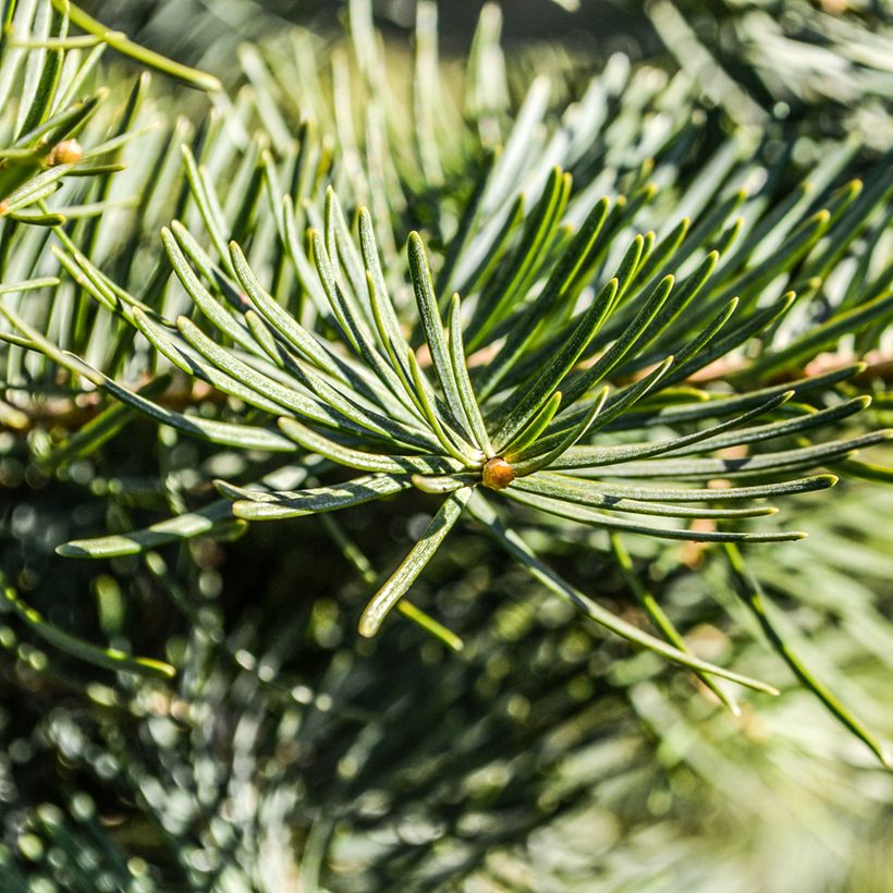 Pseudotsuga menziesii (= P.douglasii) - Pin Douglas, Pin d'Oregon, Sapin de Douglas (Feuillage)