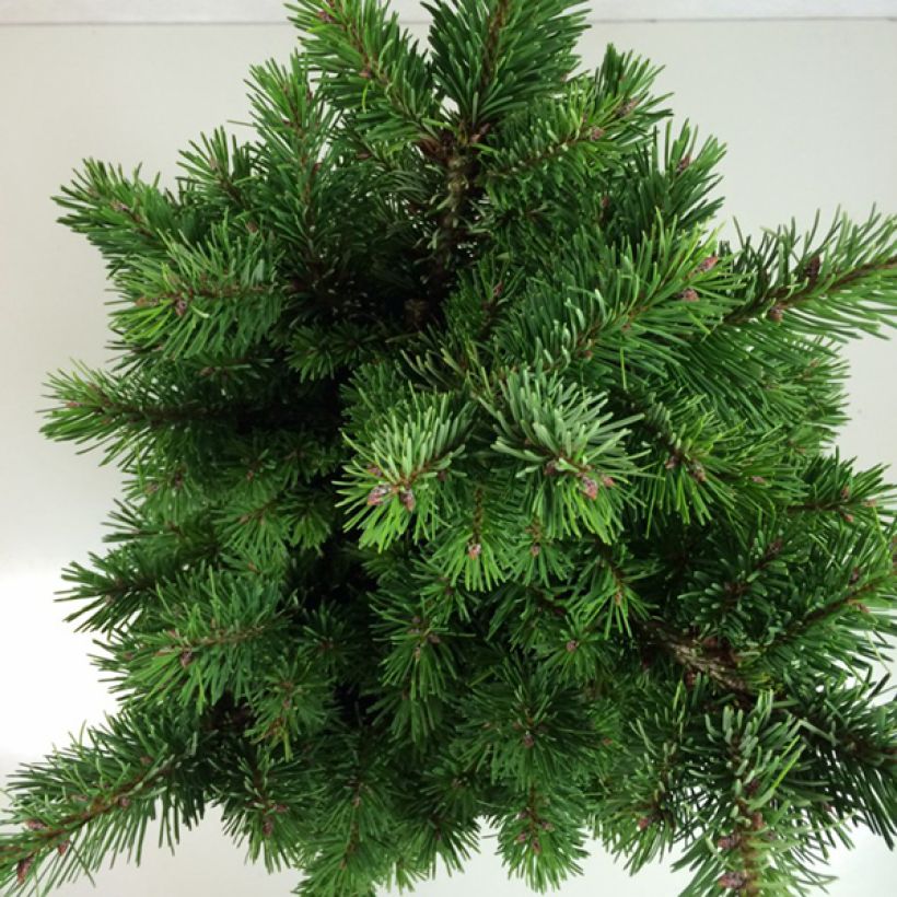 Sapin de Douglas - Pseudotsuga menziesii Pannenhoef   (Feuillage)