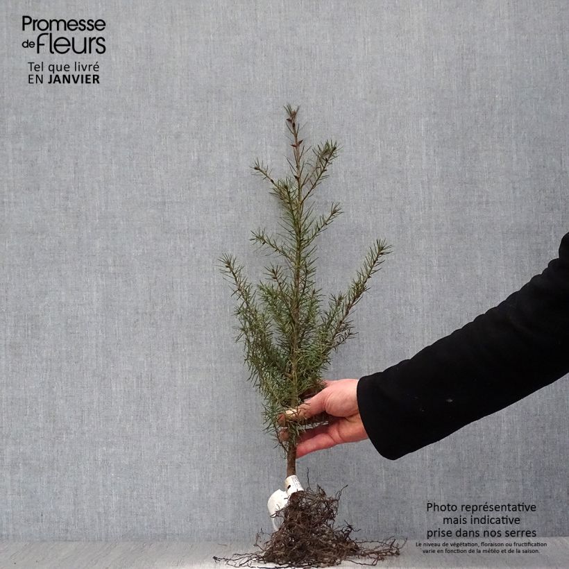 Spécimen de Pseudotsuga menziesii (= P.douglasii) - Pin Douglas, Pin d'Oregon, Sapin de Douglas Racines nues tel que livré en hiver