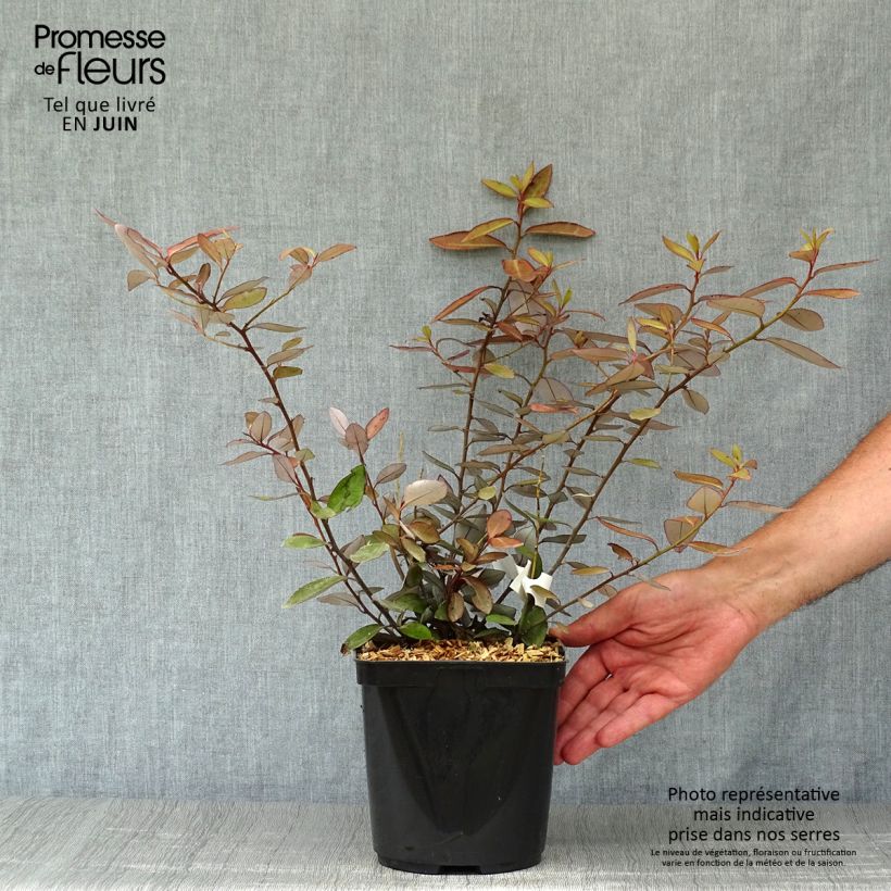 Spécimen de Pseudowintera colorata -  Drimys colorata Pot de 2L/3L tel que livré en été
