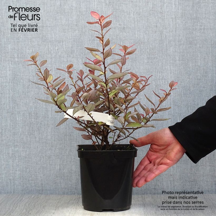 Spécimen de Pseudowintera colorata -  Drimys colorata tel que livré en hiver