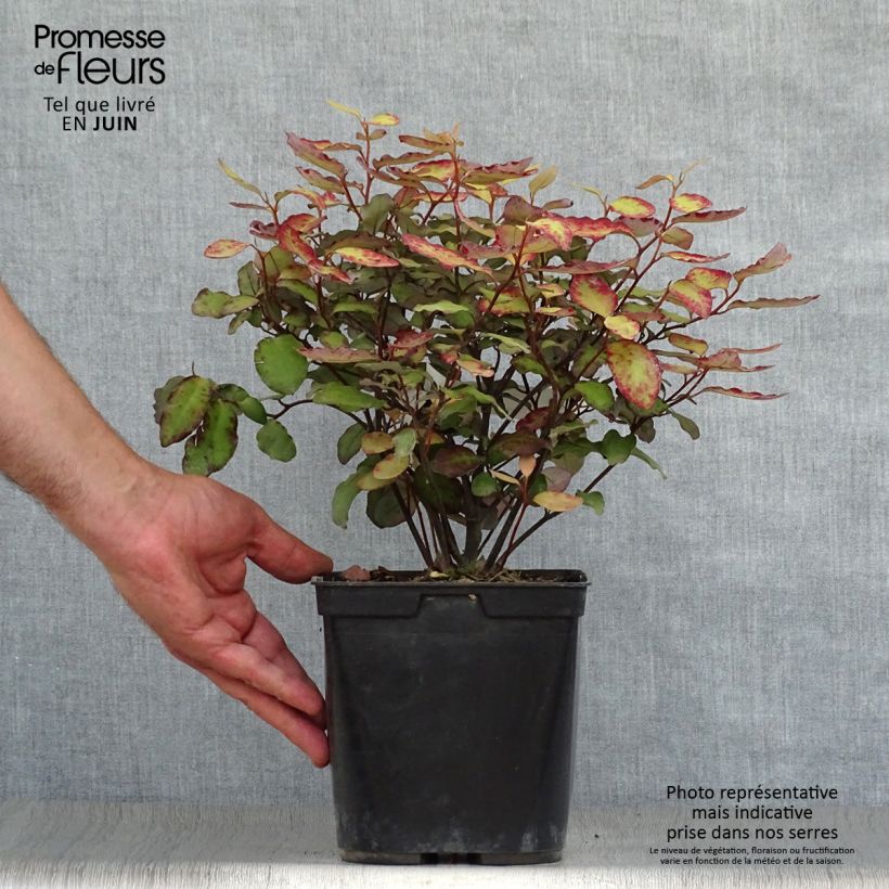 Spécimen de Pseudowintera colorata Red Leopard Pot de 2L/3L tel que livré en été