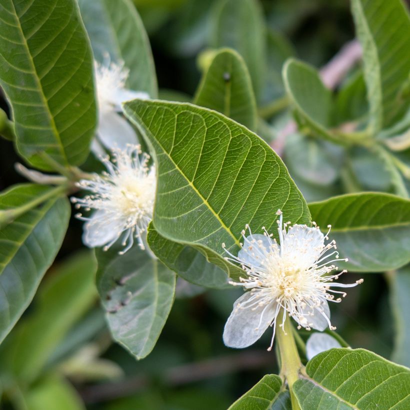 Psidium guajava Limon - goyavier citron jaune (Floraison)