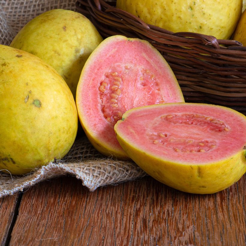 Psidium guajava Limon - goyavier citron jaune (Récolte)