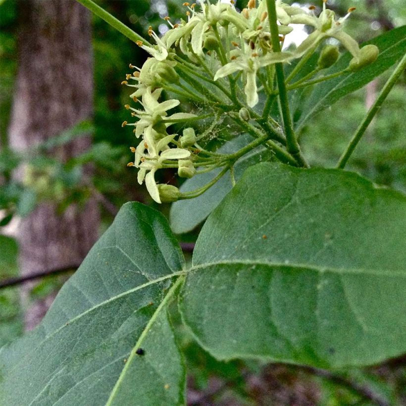 Ptelea trifoliata - Orme de Samarie (Feuillage)