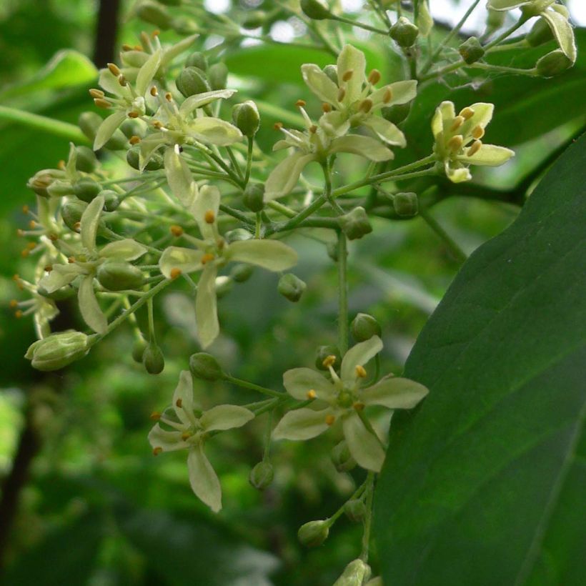 Ptelea trifoliata - Orme de Samarie (Floraison)
