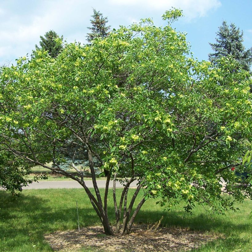 Ptelea trifoliata - Orme de Samarie (Port)