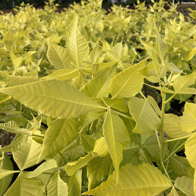 Ptelea trifoliata Aurea - Orme de Samarie doré (Feuillage)