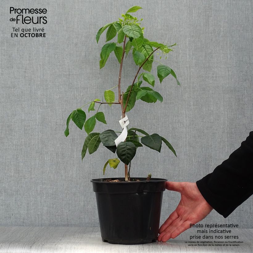 Spécimen de Ptelea trifoliata Aurea - Orme de Samarie doré Pot de 3L/4L tel que livré en automne