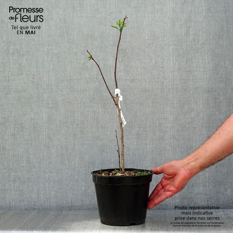 Spécimen de Ptelea trifoliata - Orme de Samarie Pot de 3L/4L tel que livré au printemps
