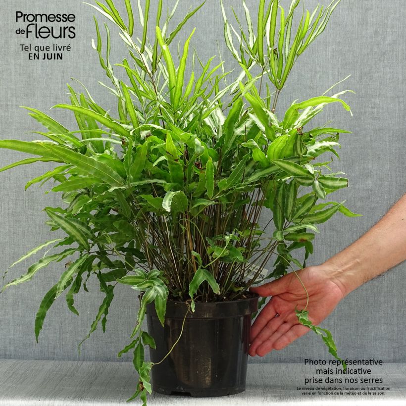 Spécimen de Pteris nipponica - Fougère Pot de 3L/4L tel que livré en été