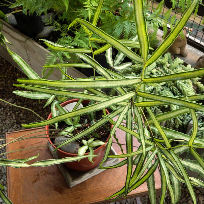 Pteris nipponica - Fougère (Port)