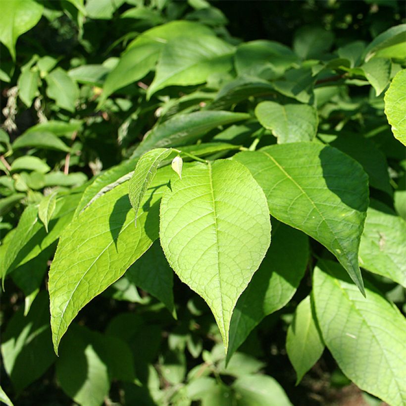 Pterostyrax hispida - Arbre aux épaulettes (Feuillage)