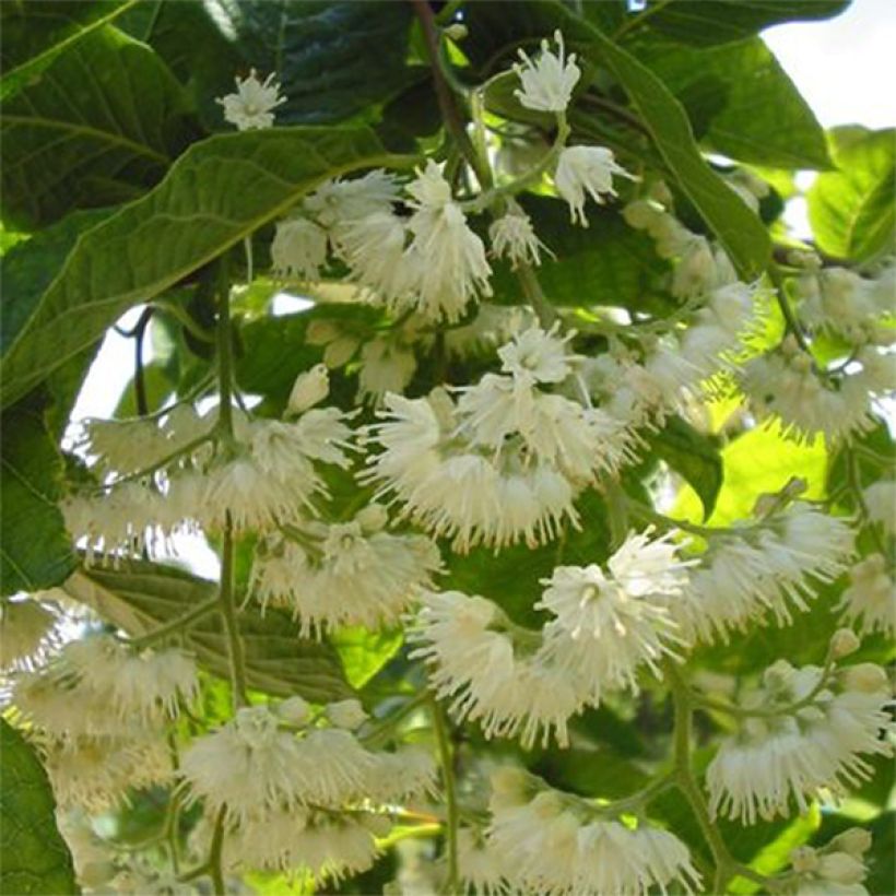 Pterostyrax hispida - Arbre aux épaulettes (Floraison)