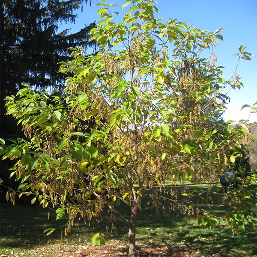 Pterostyrax hispida - Arbre aux épaulettes (Port)