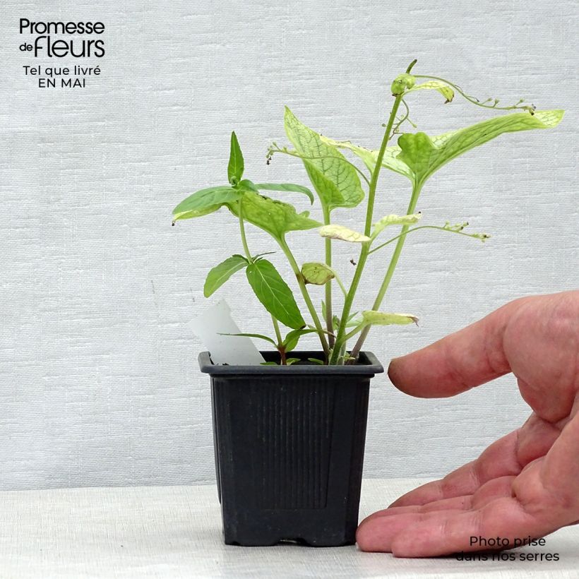 Spécimen de Pulmonaire Silver Bouquet - Pulmonaria saccharata Godet de 8/9cm tel que livré au printemps