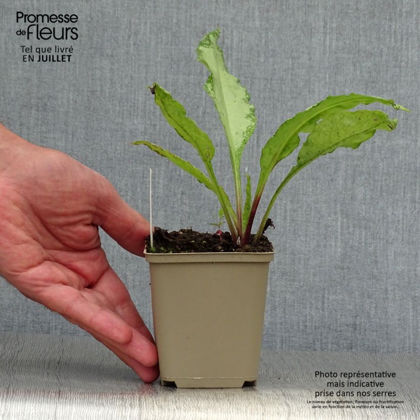 Spécimen de Pulmonaire Silver Bouquet - Pulmonaria saccharata Godet de 8/9 cm tel que livré en été