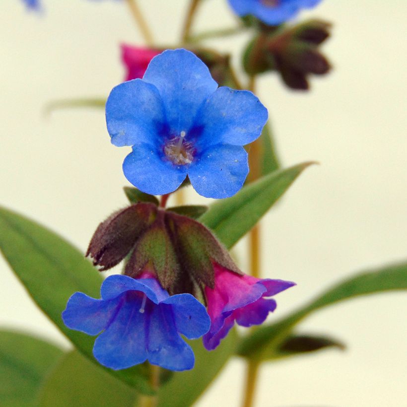 Pulmonaire hybride - Pulmonaria Blue Ensign (Floraison)
