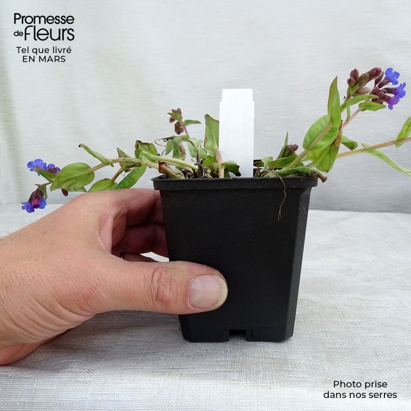 Spécimen de Pulmonaire hybride - Pulmonaria Blue Ensign tel que livré au printemps