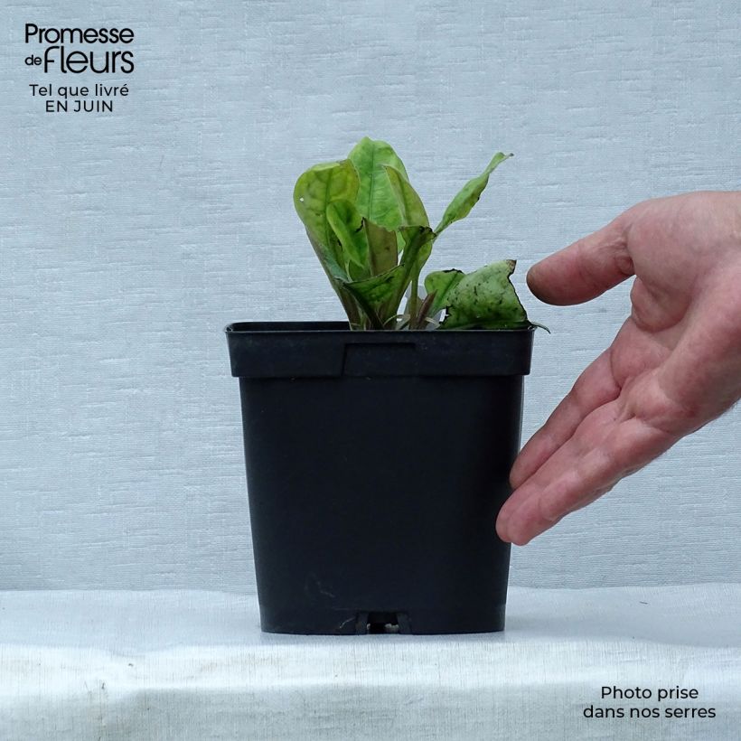 Spécimen de Pulmonaire hybride - Pulmonaria Blue Ensign Pot de 2L/3L tel que livré en été