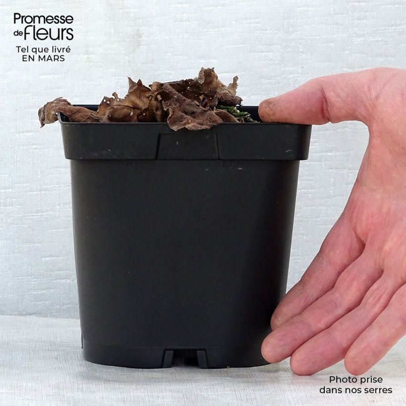 Spécimen de Pulmonaire hybride - Pulmonaria Blue Ensign en pot de 2/3 litres tel que livré au printemps