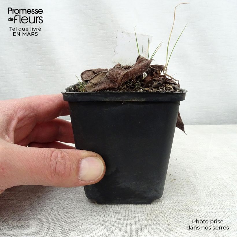 Spécimen de Pulmonaire hybride - Pulmonaria Diane Clare Godet de 9cm tel que livré au printemps